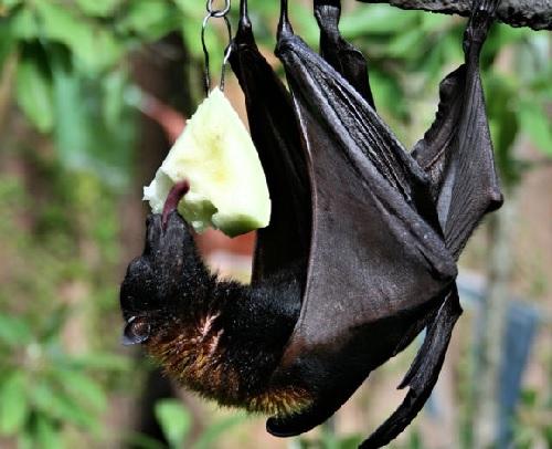 Где живут летучие мыши. Излюбленные места расселения 04 Где живут летучие мыши. Излюбленные места расселения 04