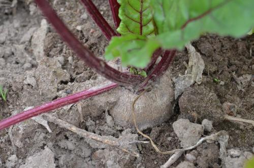 Когда выкапывают свеклу на хранение. Когда убирать свеклу с грядки на хранение
