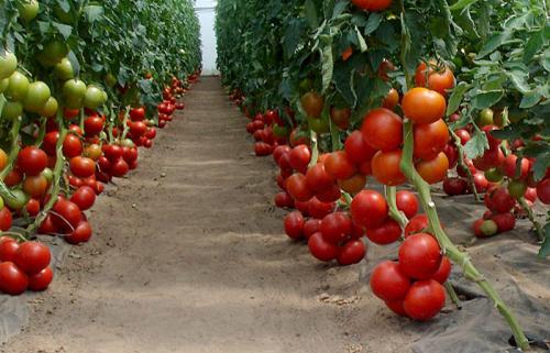 Бобкат томат характеристика. Самый урожайный гибридный сорт