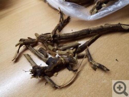 Сушка шиповника в электрической духовке. Как сушить шиповник в духовке электрической? 09 Сушка шиповника в электрической духовке. Как сушить шиповник в духовке электрической? 09