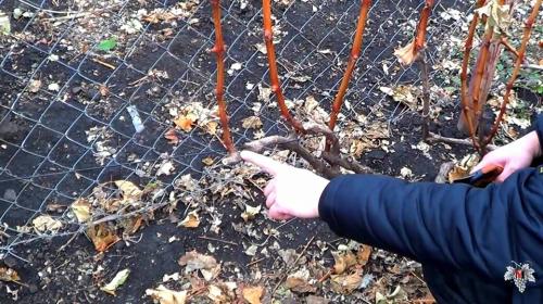 Тонкая лоза у винограда. Обрезка пятилетнего куста винограда