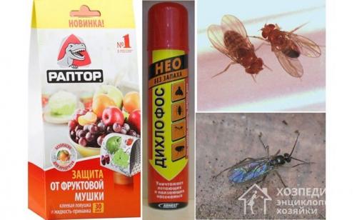 Ловушка для дрозофил. Народные и химические средства