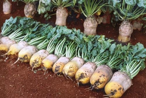 Свёкла кормовая. Выращивание кормовой свеклы для животных