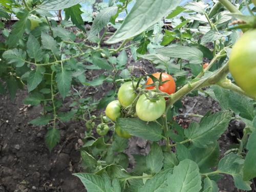 Томат Пинк прайд. Томат Пинк Парадайз F1– не ожидал такого урожая.