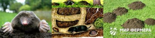 Борьба с кротами. Как избавиться от кротов: самые эффективные способы
