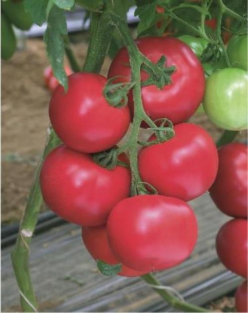 Томаты серии Пинк. Томаты Пинк Импрешн: описание сорта