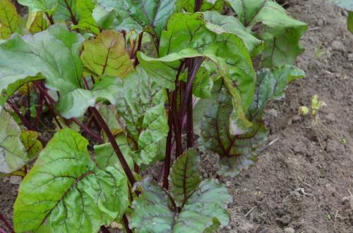 Когда выкапывают свеклу на хранение. Когда убирать свеклу с грядки на хранение