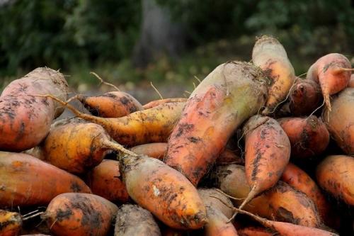 Свёкла кормовая. Выращивание кормовой свеклы для животных