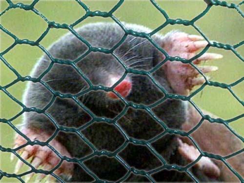 Борьба с кротами народными средствами. Как прогнать крота с дачного участка?! 5 эффективных способов