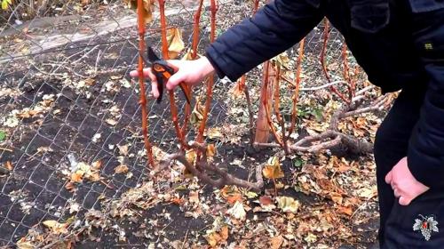 Тонкая лоза у винограда. Обрезка пятилетнего куста винограда