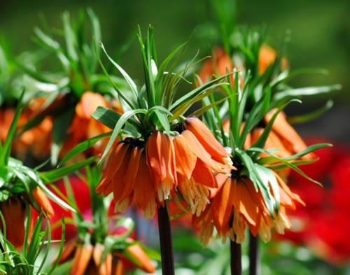 Борьба с кротами народными средствами. Как прогнать крота с дачного участка?! 5 эффективных способов