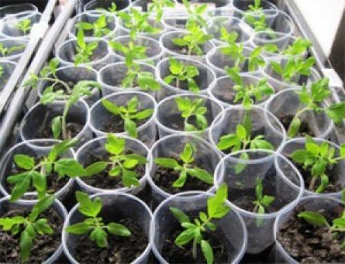 Помидоры санька описание. Помидоры «Санька» 02