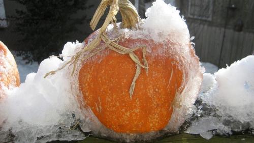 Как хранить тыкву в морозилке. Можно ли заморозить тыкву, сохранив максимум полезных свойств: изучим все возможные варианты и выберем лучший