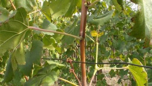 Не вызрела лоза, как спасти саженец. Дозревает ли лоза винограда после укрытия