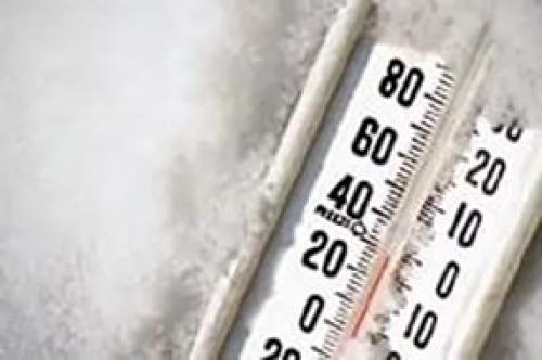 Как выглядят клопы бельевые. Разновидности клопов 03