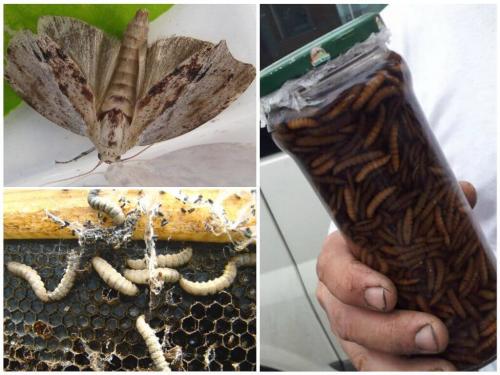 Восковая моль настойка назначение. В чем польза настойки восковой моли (огневки).