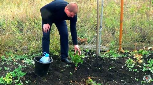 Если виноград не вызрел, что с ним делать. Не вызрела лоза. Как спасти саженец винограда?