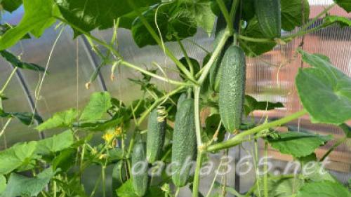 Совместное выращивание огурцов и помидоров в теплице. Условия для выращивания культур