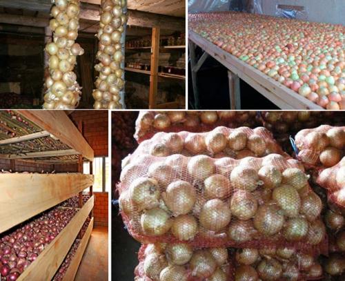 Какую температуру выдерживает лук. Помещение и способы хранения