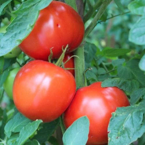 Помидоры Бобкат уход. Помидоры Бобкат