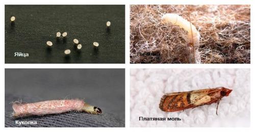 Моль платяная, как избавиться. Как выглядит платяная моль и как с ней бороться?