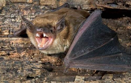 Как размножаются летучие мыши. Описание и особенности