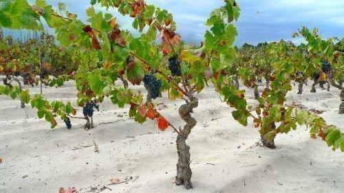 Что делать, чтобы вызрела лоза винограда. Устранение причин