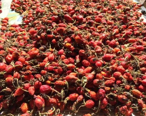 Сколько сушить шиповник в электросушилке. Способы сушки шиповника без духовки