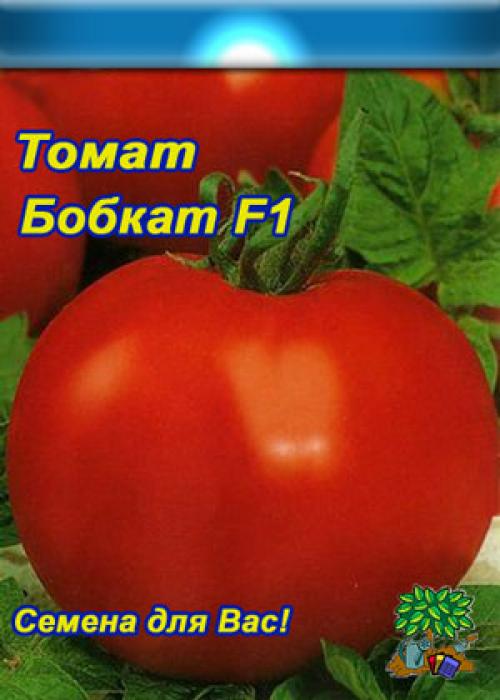 Помидоры Бобкат уход. Помидоры Бобкат