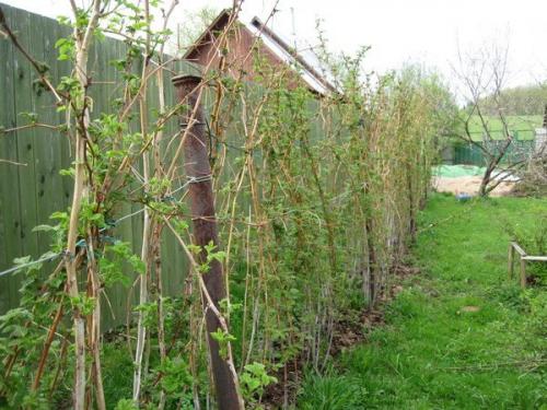 Как посадить малину вдоль забора. Способы размещения посадок малины