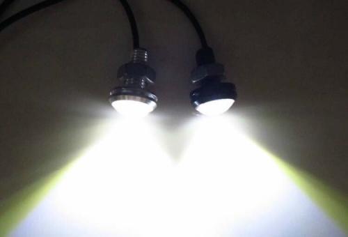 Как выглядят клопы бельевые. Разновидности клопов 04