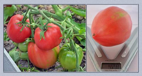 Томат Розовый мед f1. Томат Розовый мед
