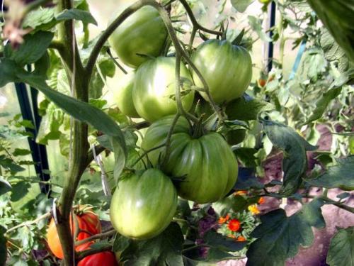 Как пасынковать помидоры де Барао. Сорта томатов Де Барао – характеристики, урожайность, фото и отзывы