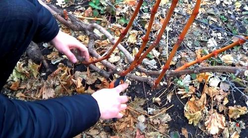 Тонкая лоза у винограда. Обрезка пятилетнего куста винограда