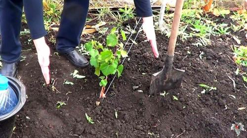 Если виноград не вызрел, что с ним делать. Не вызрела лоза. Как спасти саженец винограда?