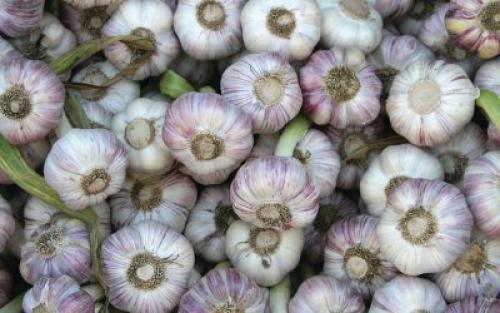 Сколько с одной сотки можно собрать чеснока. Виды чеснока и урожайность 03