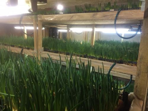 Выращивание зелени на стеллажах. Выращивание лука на зелень в домашних условиях на продажу