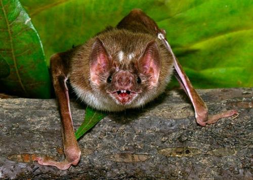 Где живут летучие мыши. Излюбленные места расселения 03 Где живут летучие мыши. Излюбленные места расселения 03