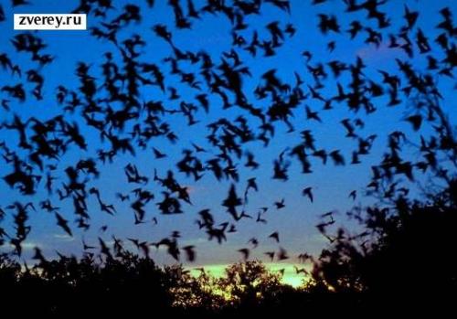 Где живут летучие мыши. Излюбленные места расселения 07 Где живут летучие мыши. Излюбленные места расселения 07