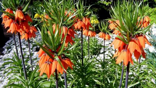 Цветок рябчик от кротов. Защищает ли рябчик огород и сад от кротов и мышей