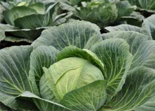 Сроки уборки капусты в Сибири. Когда срезать белокочанную капусту на хранение в Сибири