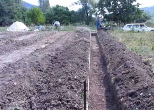 Посадка малины осенью в Сибири