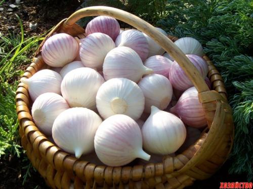 Чеснок москаль урожайность. Интересные крупноплодные виды и сорта чеснока