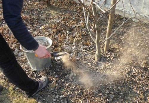 Рыбная мука, как удобрение. Отзывы 03 Рыбная мука, как удобрение. Отзывы 03