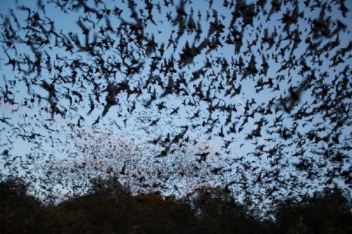 Где живут летучие мыши. Излюбленные места расселения 01 Где живут летучие мыши. Излюбленные места расселения 01