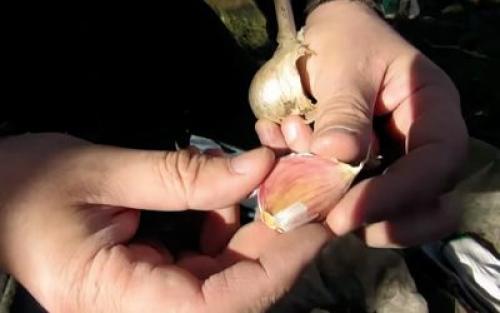 Чеснок бенефис. Будет ли выгодным чесночный бизнес?