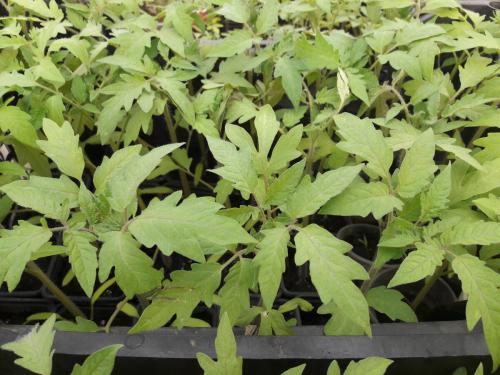 Томат Пинк прайд. Томат Пинк Парадайз F1– не ожидал такого урожая.