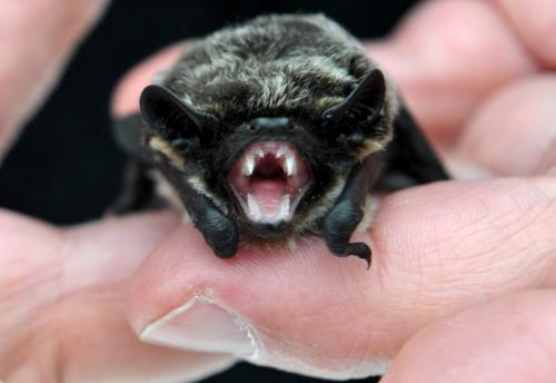 Кокон летучей мыши. Летучая мышь