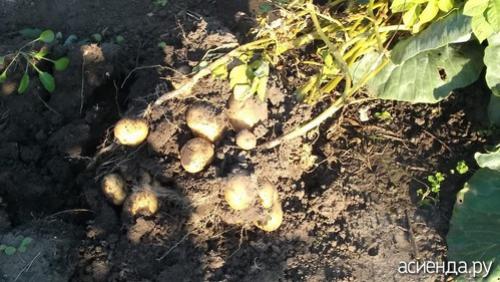 Картошка Адретта описание сорта. Описание сорта 05