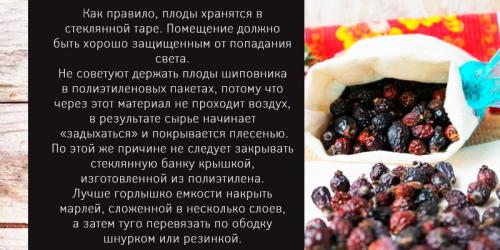 Как чистить шиповник для сушки. Как заготовить и сохранить шиповник